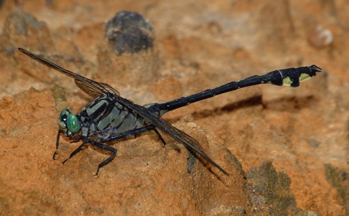 Male
2006_06_27_Floyd